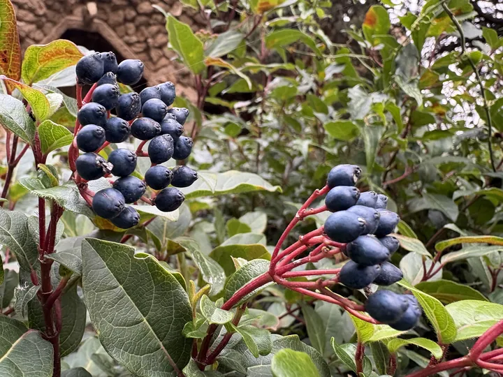 IMG_6424
